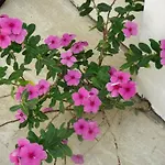 Carikci 2*