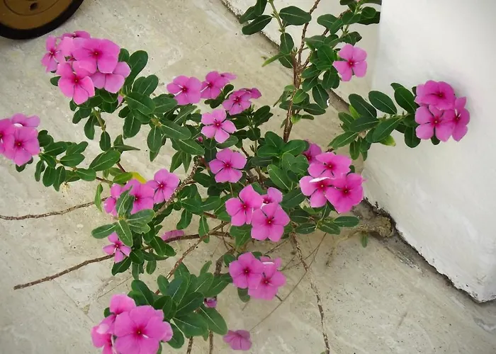 Carikci 2*