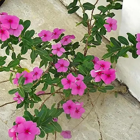 Carikci 2*